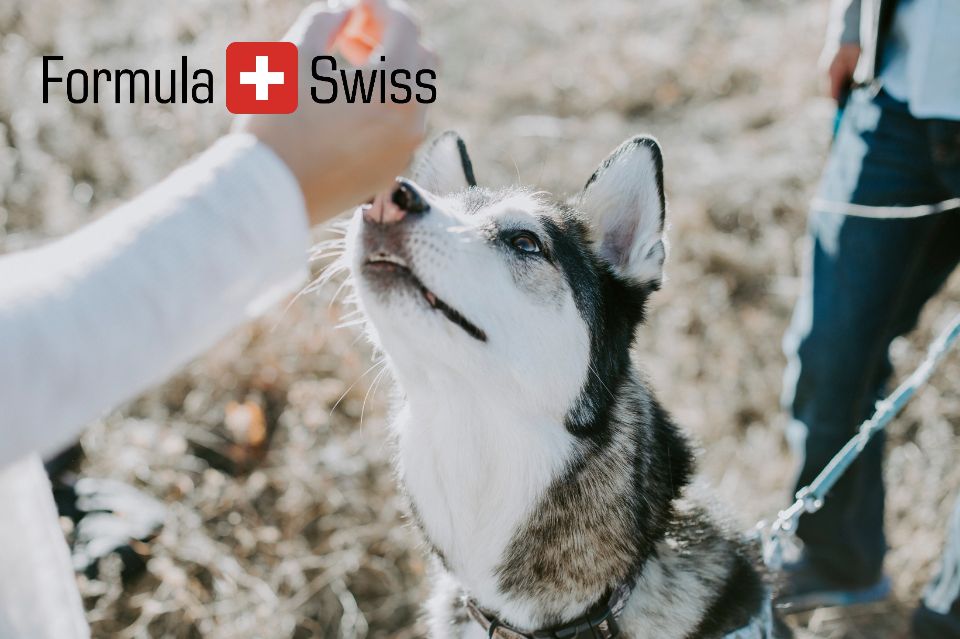 Den nye trend i hundeverdenen: Cbd olier fra schweiziske formula swiss