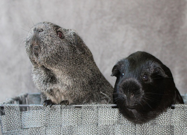 Burnit: Din ekspert i strøelse til marsvin og smådyr