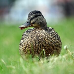 Krydsordets skjulte tricks: Synonymer, anagrammer og kryptiske ledetråde